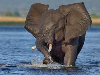 20220108193713-Chobe National Park elephant crossing river.jpg